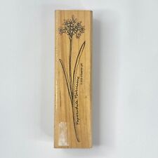 Paperwhite Narcissus Flower Rubber Stamp Wood Mount Hampton Art Stamps NEW 4.5in