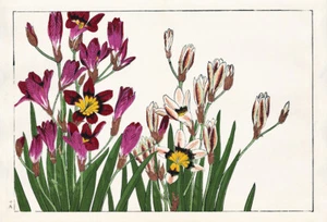 Ixia - Picture 1 of 3