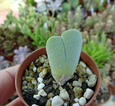 CHEIRIDOPSIS PILLANSII  plante grasse succulente succulento caudex conophytum - Photo 1/2