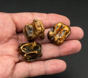 COLORFUL Tapir Teeth  Florida Fossils         1960 - Picture 1 of 5