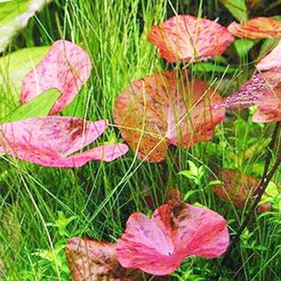 Red Tiger Lotus Lily Nymphaea Live Aquarium Plants BUY 2 GET 1 FREE