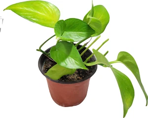Golden Pothos Devil's Ivy Epipremnum Aureum Plant Live 5" Pot - Picture 1 of 1