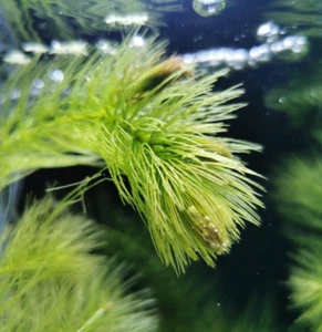 @ (◕‿◕)\\@ Aquariumpflanzen : Ceratophyllum - Hornkraut, Hintergrundpflanze - Bild 1 von 2