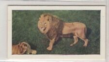 Hornimans Tea Wild Animals Card 1958. Lion