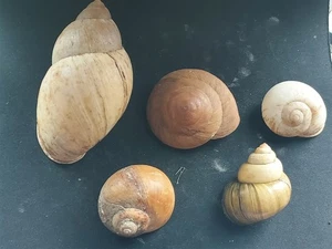 #B20 Lot of 5 attractive larger size approx 44-96mm worldwide land snail shells - Picture 1 of 2