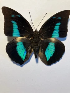 Dried Insect/Butterfly/Moth Non set 2648 Rare Lge Blue Prepona demophon demophon - Picture 1 of 3