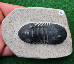 More details for trilobite fossil reedops devonian moroccan paralejurus dino✔ uk seller✔ 10cm #14