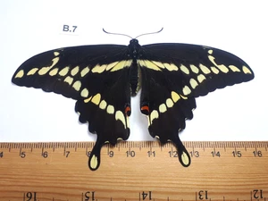 Unmounted Butterfly insects moth, Lepidoptera Papilionidae. North america Quebec - Picture 1 of 2