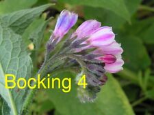 Russian Comfrey Live Root Cuttings - Bocking 4 Cultivar