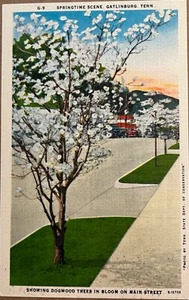 Postal de Gatlinburg Main Street Dogwood Tree Tennessee c1930 - Imagen 1 de 5