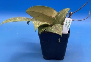 Hoya 'Vietnam AH001' RARE! Exact Plant! Rooted Grown In 3.5" Pot (1) - Picture 1 of 6