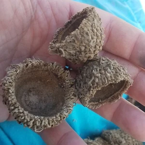 Large Acorn Caps for Isopods, Invertabrates, Reptiles and Amphibians - Picture 1 of 2