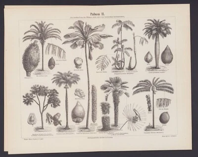 Lithografie 1890: PALMEN I/II. (MONOKOTYLEDONEN: Spadicifloren.) - Bild 1 von 2