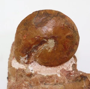 Ammonit, Owenites egrediens, Trias, Lidak, Timor, Indonesien-m221 - Picture 1 of 5