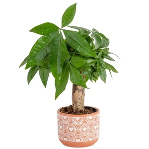 Money Tree, Small Easy to Grow Live Indoor Plant, Live Houseplant in Indoor P... - Picture 1 of 9