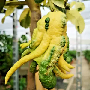 Buddha's Hand Variegated Grafted Plant Fruit Tree Tropical Unique Rare Tall 15'' - Picture 1 of 15
