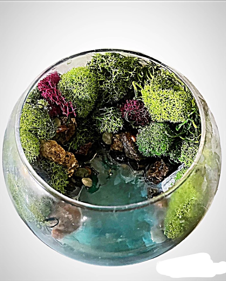 planta terrario cristal Foto 1 de 3