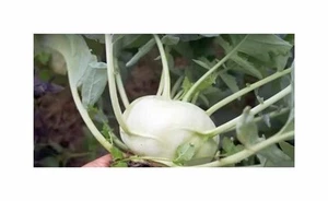 30 Korn Kohlrabi (Bio) Korist F1 Garten Pflanzen - Samen F-S638 - Picture 1 of 5