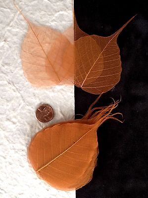 25 Dyed Copper Leaves Skeleton Po Bo Pho Banyan Leaf See Through Veins Small  • 2.89$