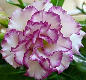 10 pcs # PW Desert Rose Flower Adenium obesum Seeds AMERICAN SELLER ! - Picture 1 of 5