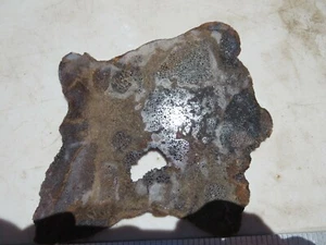 1163  FOSSIL WHALE VERTEBRAE SLAB, BAKERSFIELD, CA.  MAKES A GREAT DISPLAY - Picture 1 of 2