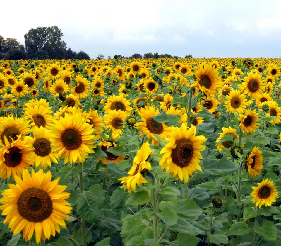 Samen von der RIESEN-SONNENBLUME - eine wunderschöne Pflanze im Garten - wuchtig - Bild 1 von 1