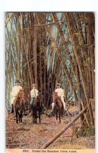 Minty Fine~1910s Havana Cuba "Under The Bamboo Trees" Postcard -L2 - Picture 1 of 4