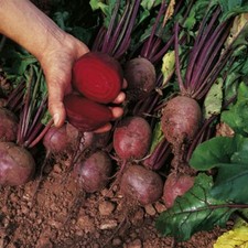 VEGETABLE BEETROOT BOLTARDY  800 FINEST SEEDS ** FREE UK P&P**