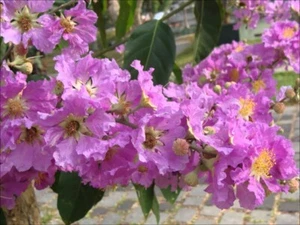 Lagerstroemia speciosa flos reginae Tree 100 Seeds Queens Crape Myrtle Herb - Picture 1 of 4