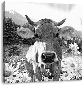 Nahaufnahme Kuh mit Margerite, Monochrome, Leinwandbild Quadratisch - Bild 1 von 4