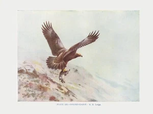 El águila dorada - Hermosa impresión de pájaro vintage en color de 1948 por G.E.Lodge - Imagen 1 de 1