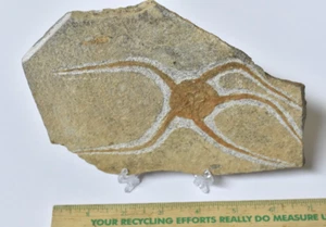 Ordovician Starfish Fossil – 488–433 Million Years Old – Moroccan Fossil 7" Size - Picture 1 of 4