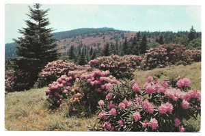 Rhododendron in Full Bloom on Roan Mountain 1955 by Koppel Cards & W. M. Cline
