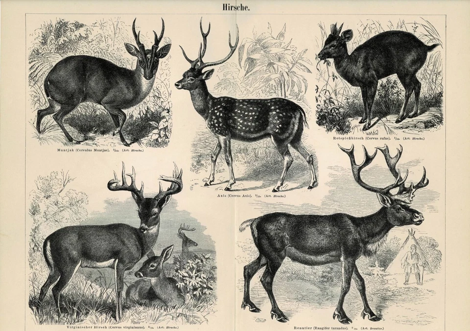 Tafel HIRSCHE / RENTIERE Original-Holzstich 1889 - Bild 1 von 1