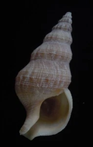 seashell Hindsia acutispirata 46mm F+++ - Picture 1 of 3