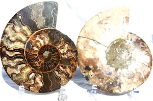 Pair Ammonite MultiColor Crystals Dinosaur Fossil XXLARGE 7.5" 110 myo 2644xx - Foto 1 di 10