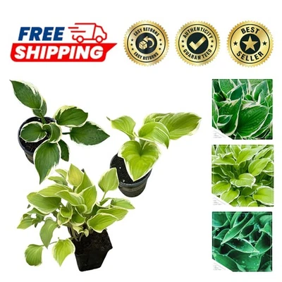 Outdoor Live Perennial Plants - Assorted Varieties, 10" Tall, 3 in a Pack - Image 1 of 4