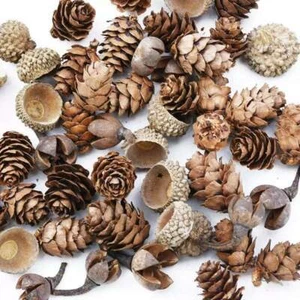 60 Pack Dried Seed Pods for DIY Decorations - Christmas Decor - Floristry - Picture 1 of 5