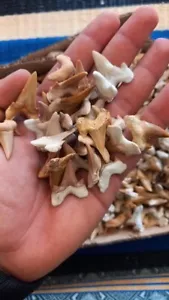 150 Pieces Otudos Shark Teeth +10 Gift Jurassic Fossilis Prehistoric Specimens - Picture 1 of 2