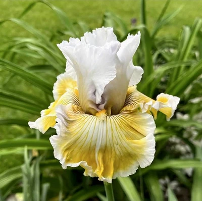 3 Bearded Iris Rhizomes " Baby I Love You "   Tall Live Plant Bulbs - Image 1 of 2