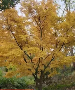 Coral Bark Japanese maple Acer Palmatum 'Coral Bark' ***LIVE*** - Picture 1 of 3