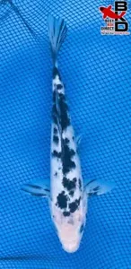 7" SHIRO BEKKO Live Koi Fish Garden Pond 4/5 - Picture 1 of 4