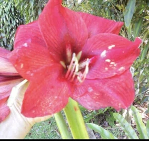 Hippeastrum : Cleopatra: Rare And Unique: $108 Per Bulb: Free Postage - Photo 1/1