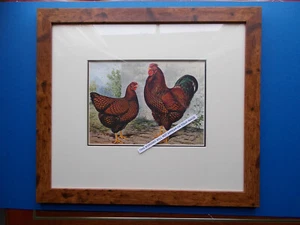 CHICKEN PRINT FRAMED (D) EARLY PRINT - Picture 1 of 1