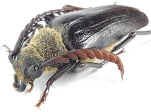 Cerambycidae Prioninae Psilotarsus hirticollis hirticollis Kasachstan - Bild 1 von 2