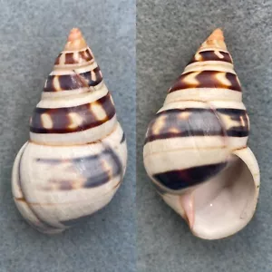 #13 Liguus fasciatus castaneozonatus 52.2mm Gem Pinecrest #4 - Picture 1 of 1