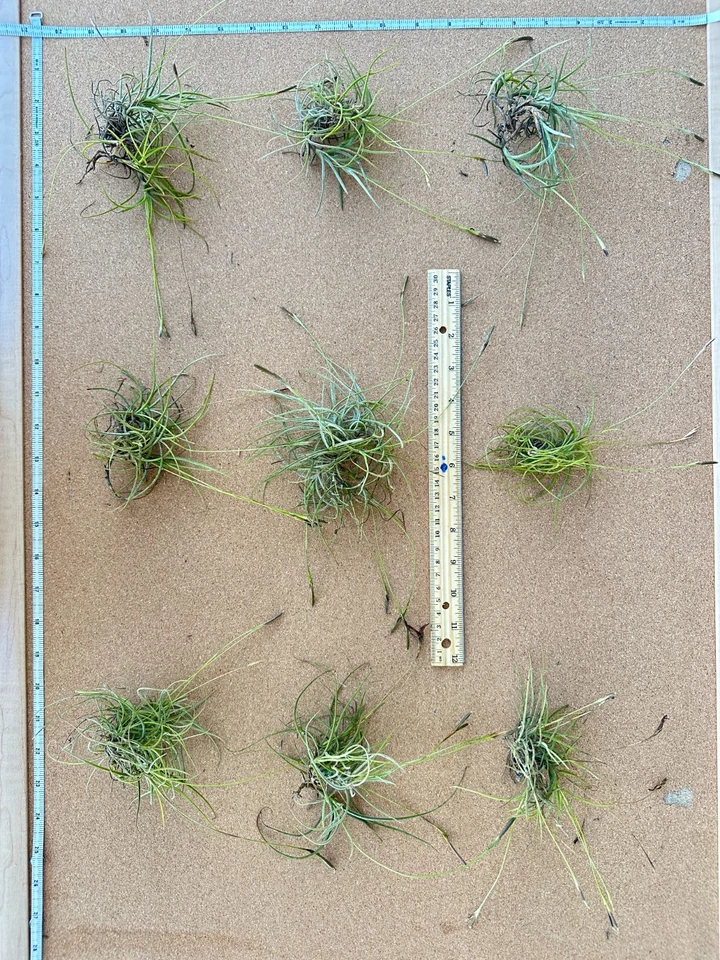 Planta de aire de musgo bola natural - Tillandsia recogida a mano para terrarios Foto 1 de 4