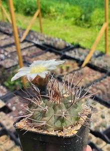 Gymnocalycium intertextum STO 185, 25+ seeds, harvest 2024. - Picture 1 of 5