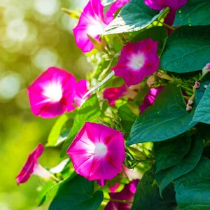 MORNING-GLORY Scarlett O'Hara 30 Seeds | Ipomoea Nil Sacred Aztec Shaman Plant - Picture 1 of 10