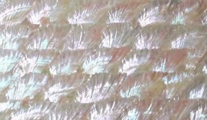1x Donkey Ear Abalone Shell Haliotis Sheet Veneer Inlay 9 1/2"x5 1/2" (240x140mm - Picture 1 of 9